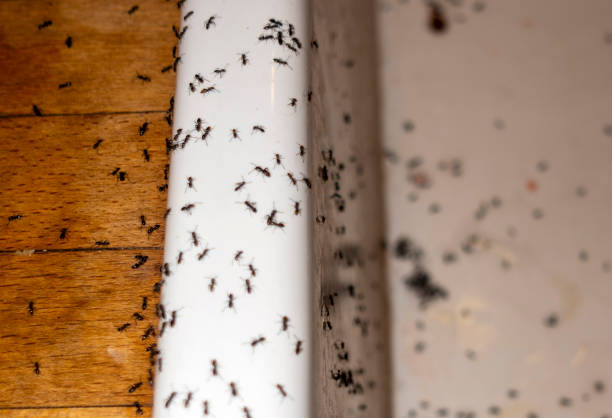 Best Pest Control for Restaurants  in Broadview, IL