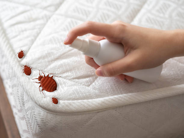 Best Wasp Removal Services  in Broadview, IL